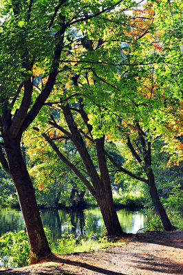 Efterårets farver, efterår træer fotografier