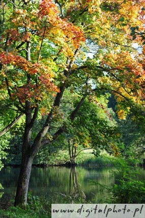 Autumn maple, autumn trees