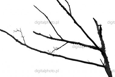 Nature galerie, B&W photographie