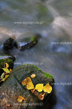 Agua de ro, fotografa de otoño