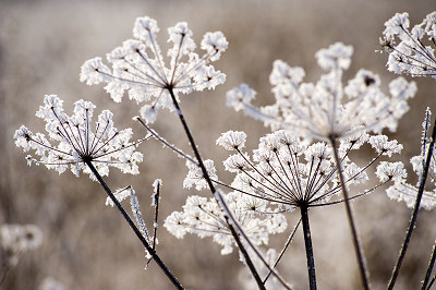 Brina, piante, inverno macrofotografia