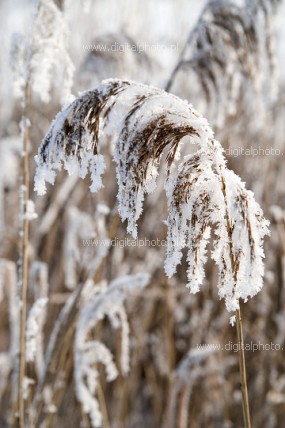 Piante in inverno, fotografie della natura