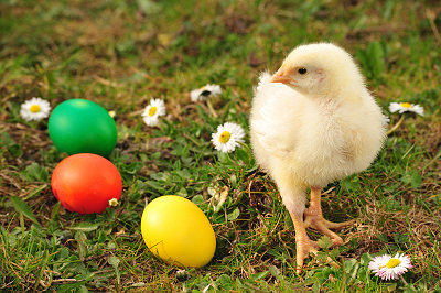 Pollito y huevos de Pascua