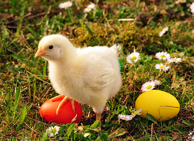Venta de fotos - Pascua, pollito y huevos de Pascua