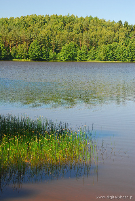 Søen billede, søens økosystem