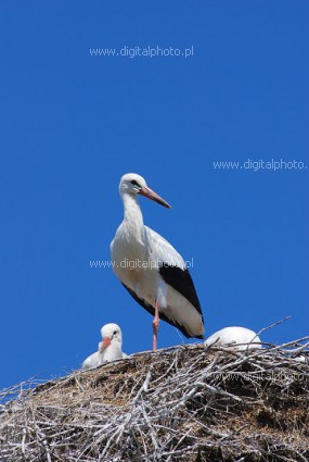 Storks images, stork's nest