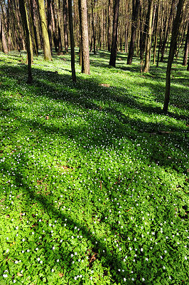Frhlingswald, Frhling im Wald, Naturfotografie
