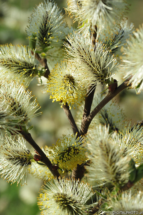 Primavera e natureza, rvores, salgueiro (Salix caprea)