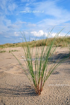 Planter, strand, gress, Marehalm
