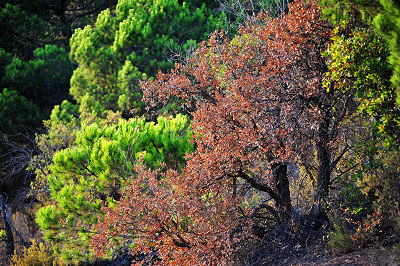 Nature en Espagne - arbres, bonsaï naturel
