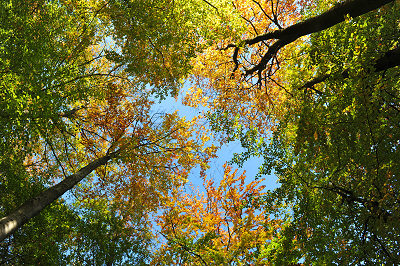 Bosco d'autunno, sfondo autunnale