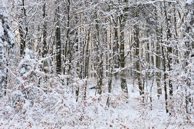 Las zim, zima w lesie
