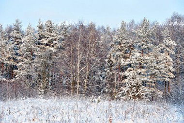 Imgenes de invierno, paisajes de invierno