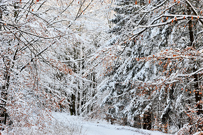 Vakkert vinterlandskap, skoglandskap