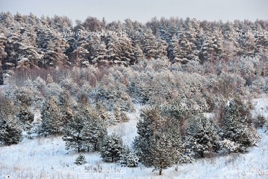 Zima - onieony las, zimowy las