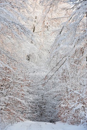 Paesaggio da favola, inverno nella foresta