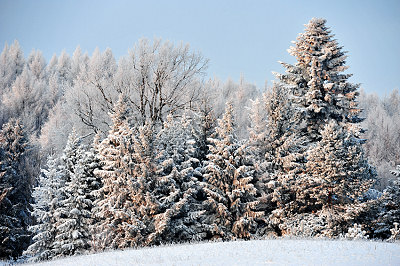 Julkort - sniga julgran, sniga trd