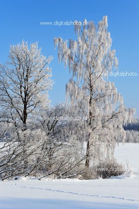 Geweldige foto's winter, winterbomen