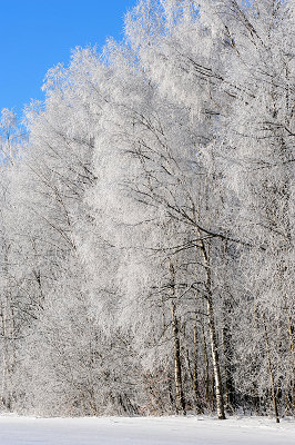 Drzewa zim, ostatnia zima