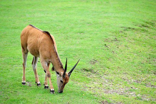 Antlope, antlopes africanos