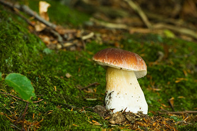 Spiselige svampe, Karl Johan svamp - Spiselig Rørhat
