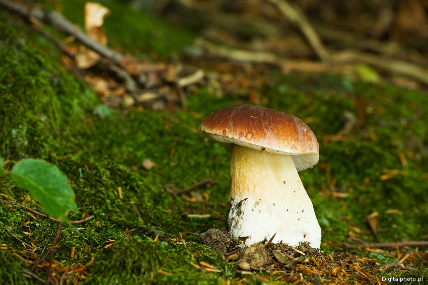 Jadalne grzyby - borowik w lesie