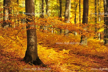 Høsten, naturfotografier
