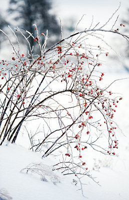 Inverno fotografie naturalistiche