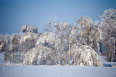 Bumen im Winter, Naturfotos, Birken