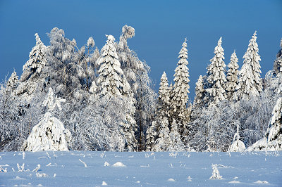 Winter forest photography, snow covered trees