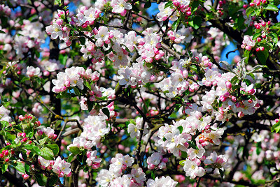 Primavera albero immagini