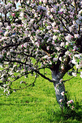 Orchard in spring, spring views