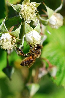 Blomster af hindbær, bi (honningbi)
