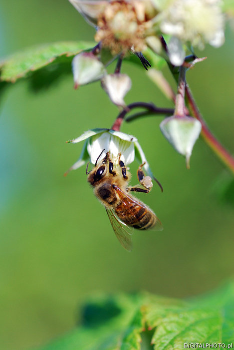 Pszczoa na kwiatach, makrofotografa