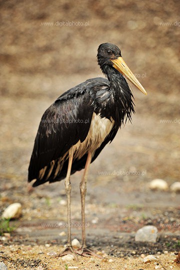 Sort stork (Ciconia nigra)