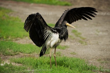 Black storks, photo of black stork