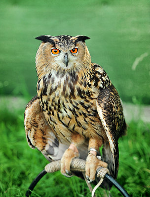 Owl photos, Eurasian Eagle-owl