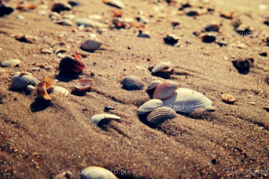 Shells on the beach, background picture