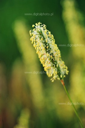 Grass photo, grass seeds