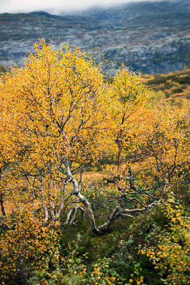 Noorwegen natuurfoto