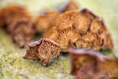 Cogumelos em uma rvore