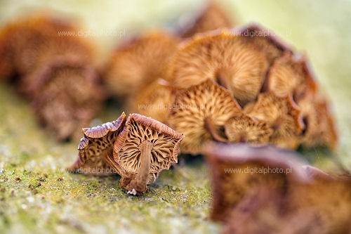 Funghi su un albero
