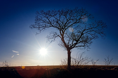 Sun og Træet
