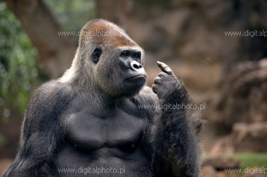 Goryl (Gorilla), zdjcie goryla