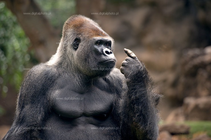 Gorilla (Gorilla). foto di gorilla 