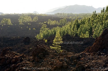Fotogalleri Tenerife, lava