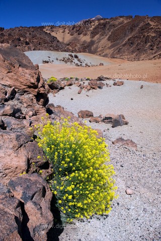 Tenerife landskap