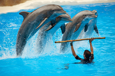 Delfiner Tenerife