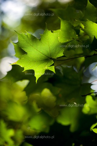 Maple - leaves of maple