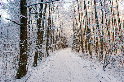 Inverno foresta